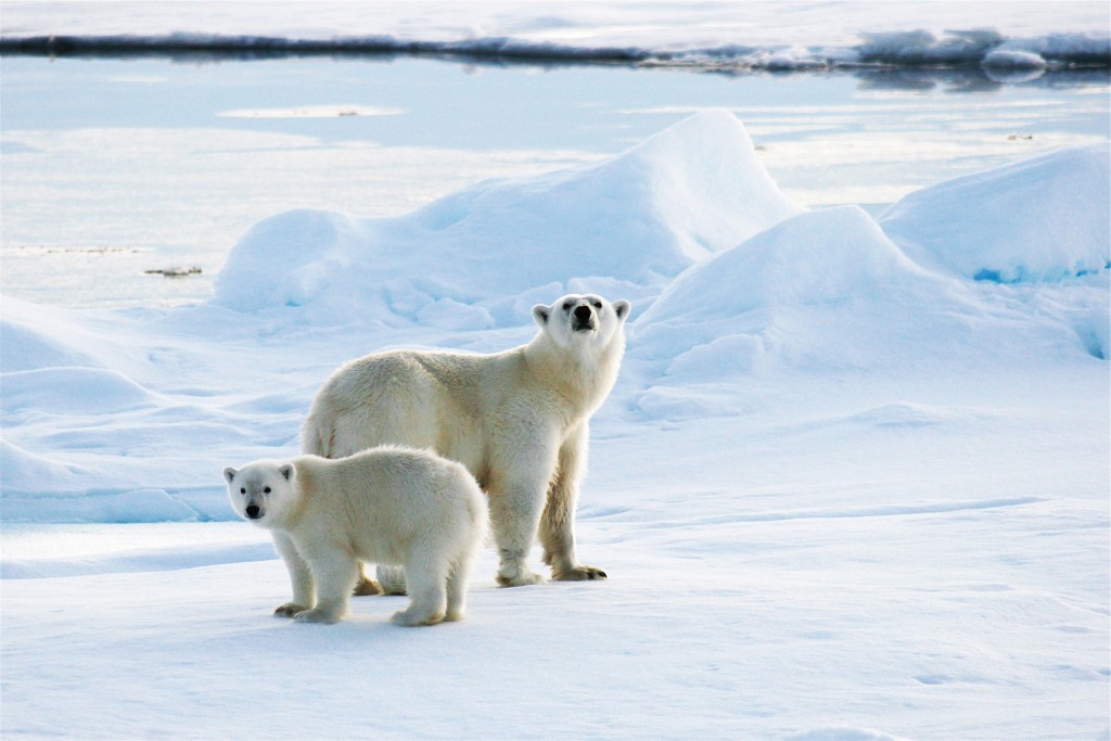Polar Bear Baby - Arctic