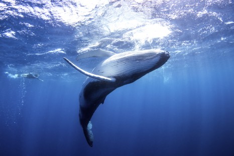 image-whale-swim-11jpg