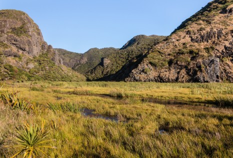 Whatipu swamp in Waitakere Ranges in New Zealand