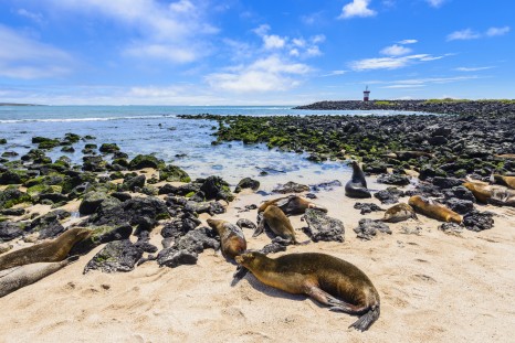 Fur seals at Punta Carola beach, Galapagos islands (Ecuador)