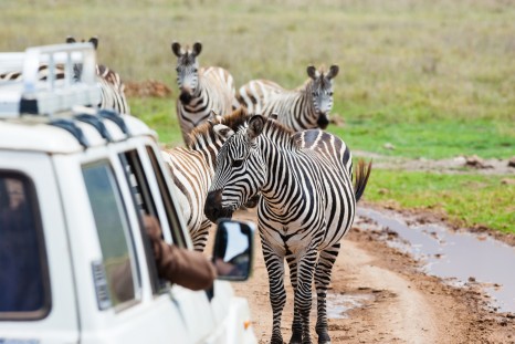Zebras on the road.shallow doff