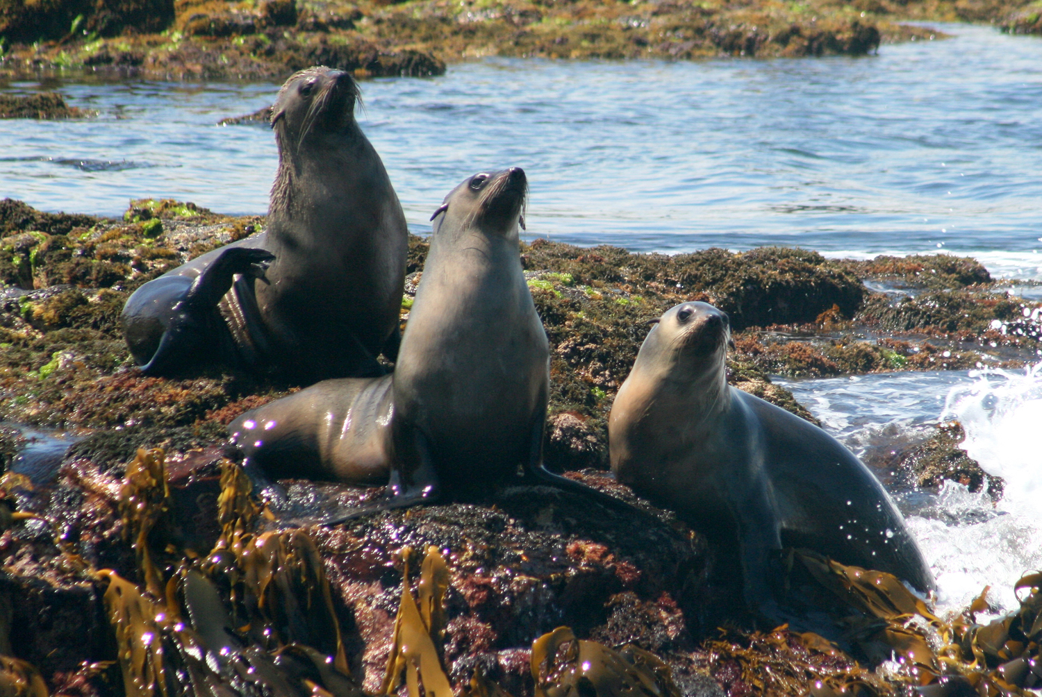 Australian Fur Seals - Phillip Island