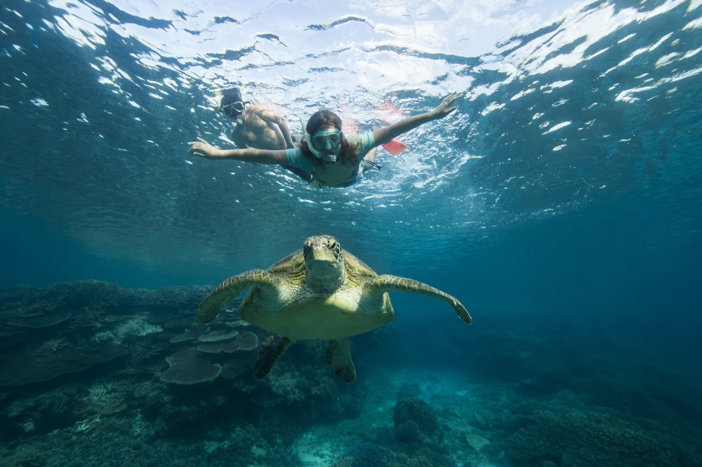 Snorkelling with turtle - Credit Tourism Queensland