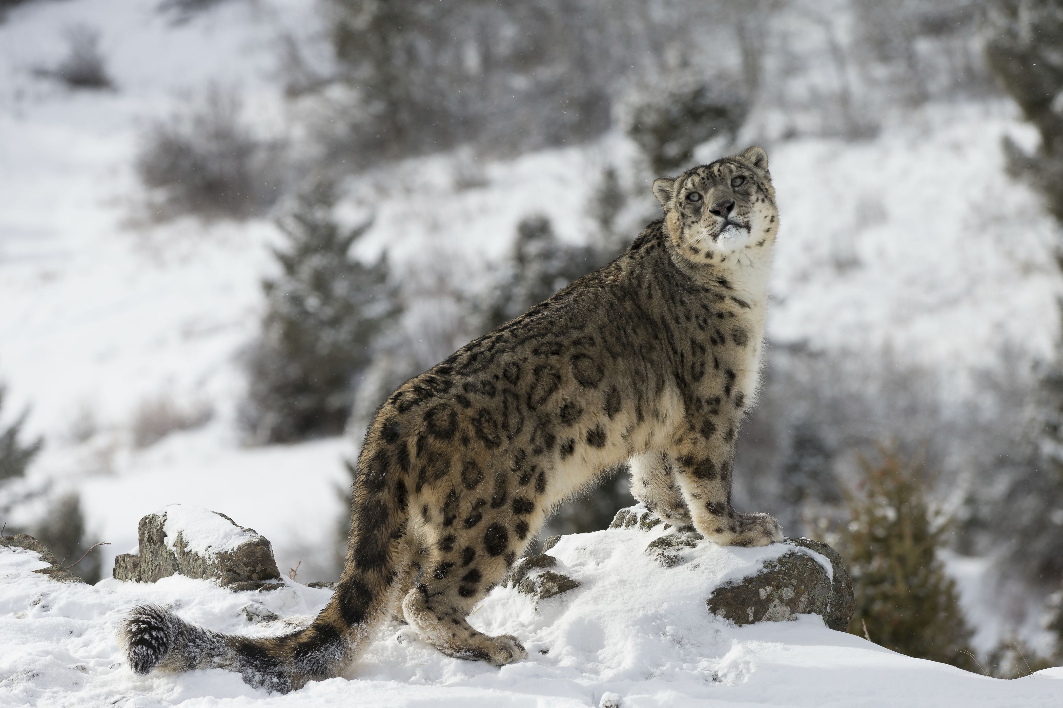 Snow leopard in winter scene