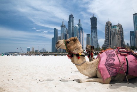 thumbnail_UAE_Dubai_Camel_shutterstock_81080380