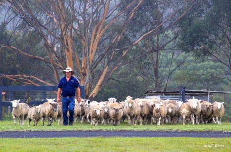 aussie-farm-food-wine-trail-day-tour-tobruk-cowboy-jackaroo-sheep-cattle-round-up-HR