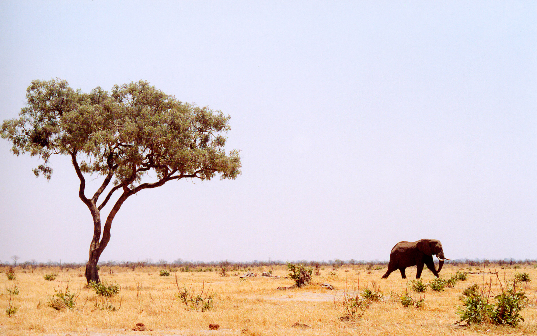 Botswana: A lone elephant walking near a lone marula tree in a grasslands landscape. Plenty of copy space in the pale blue sky.