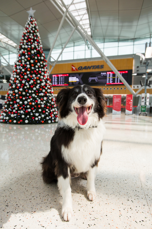 Dog-in-Qantas-terminal