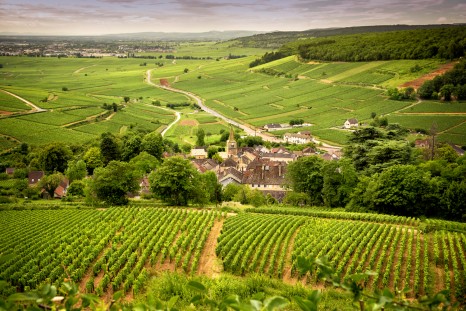France_Hills_covered_with_vineyards_in_the_wine_region_of_Burgundy_shutterstock_718109089sml