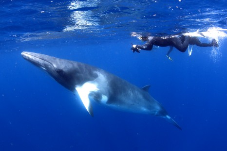 minke whale swim
