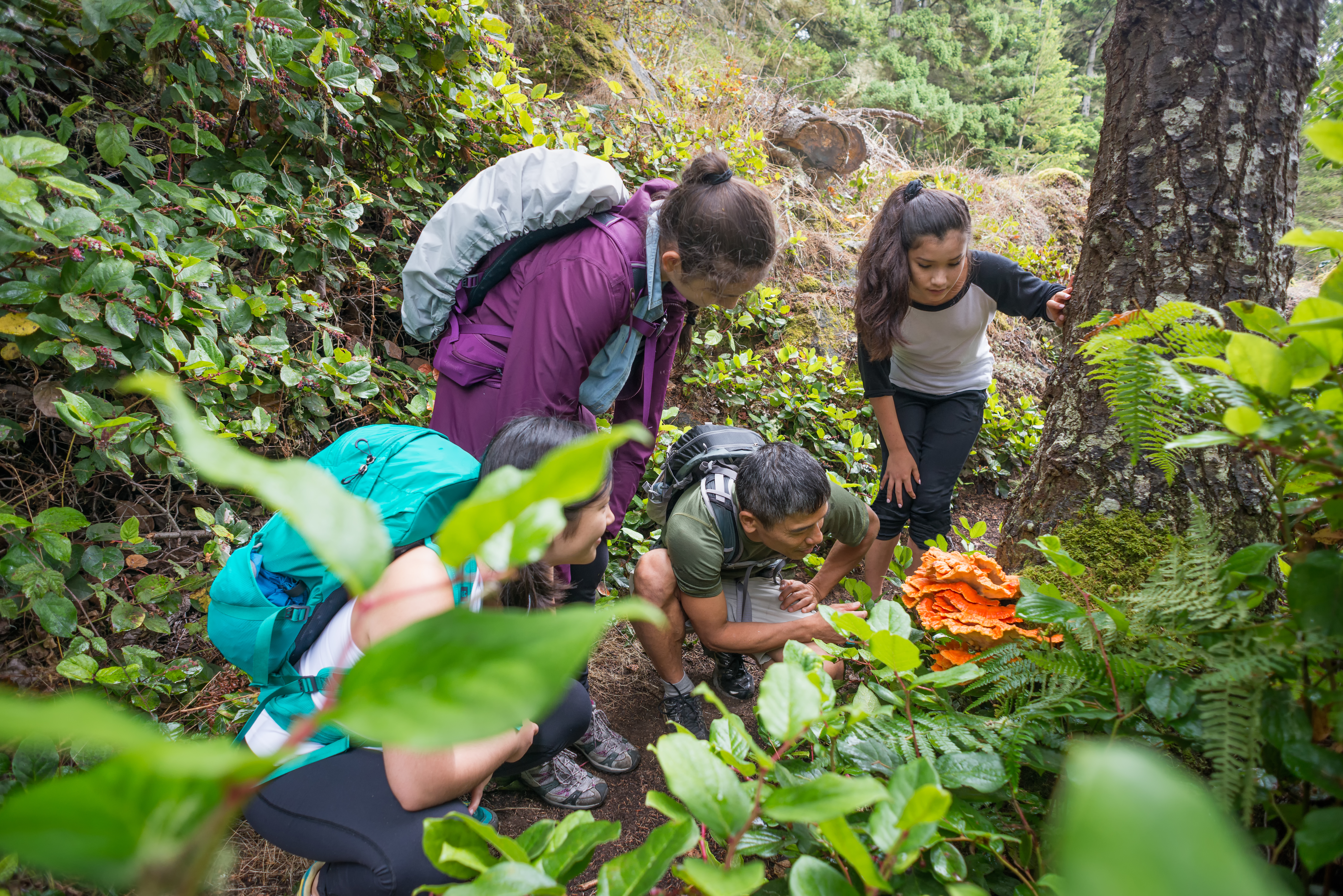 Backpackers Examine an Edible Orange Mushroom while Hiking Through Forest