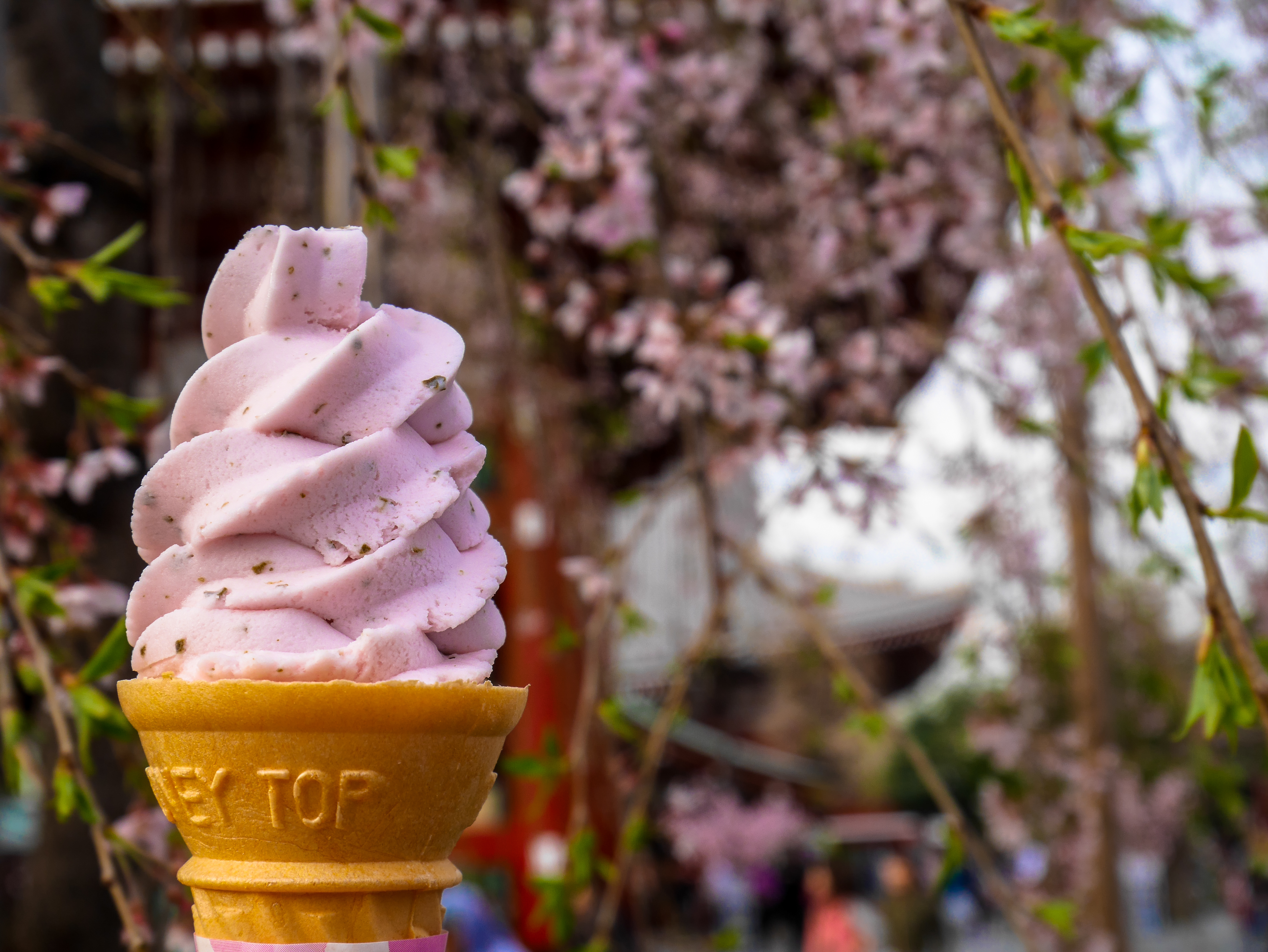 Enjoying pink sakura ice cream soft serve cone under the sakura tree