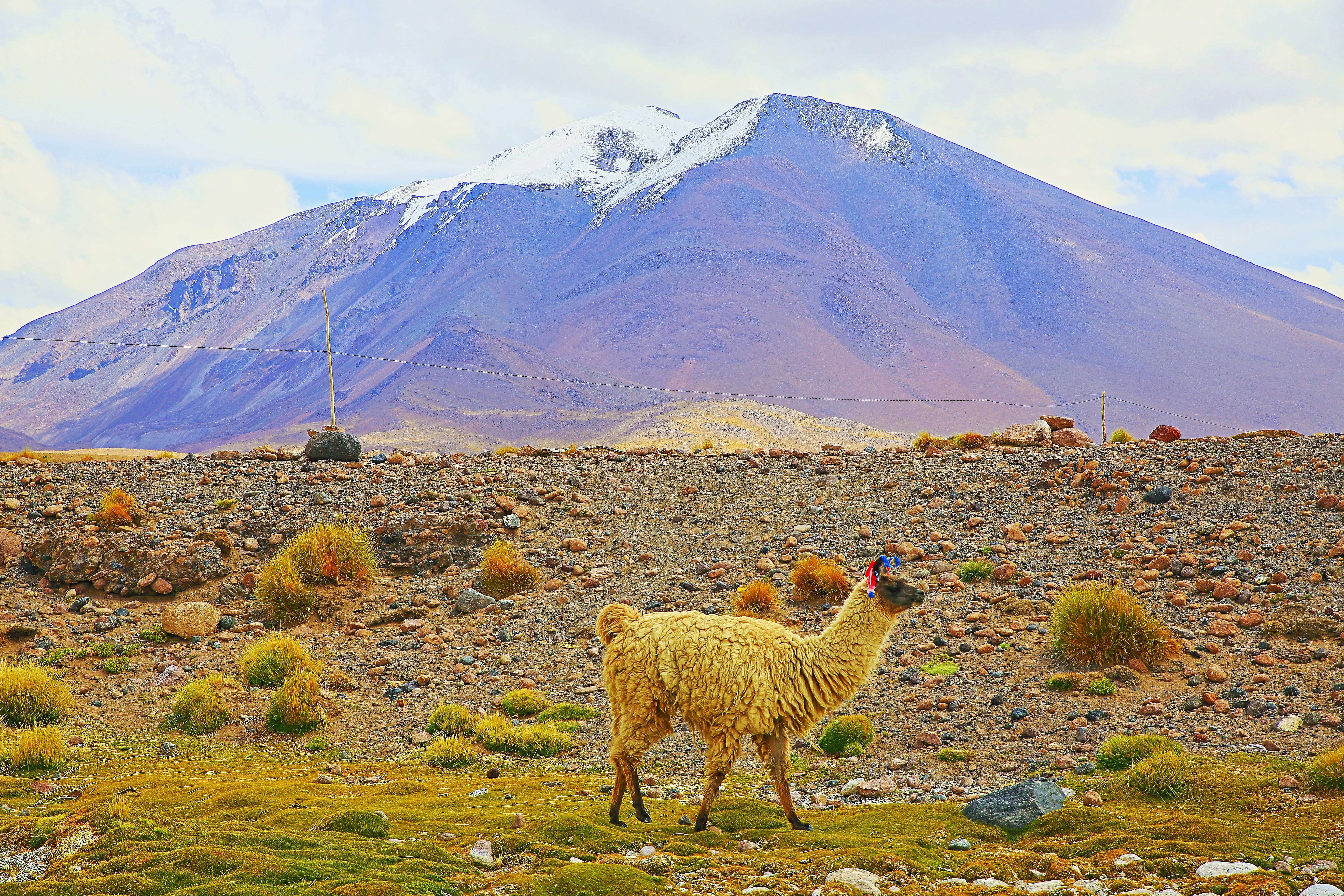 Alpaca andean llama, animal wildlife in Bolivian Andes altiplano and Idyllic Atacama Desert, Volcanic landscape panorama – Potosi region, Bolivian Andes, Chile, Bolívia and Argentina border