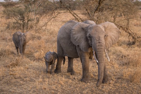 Intrepid Travel-Tanzania_Serengeti_elephant