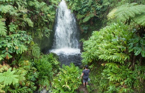 Aloha-Apprentice-rainforest