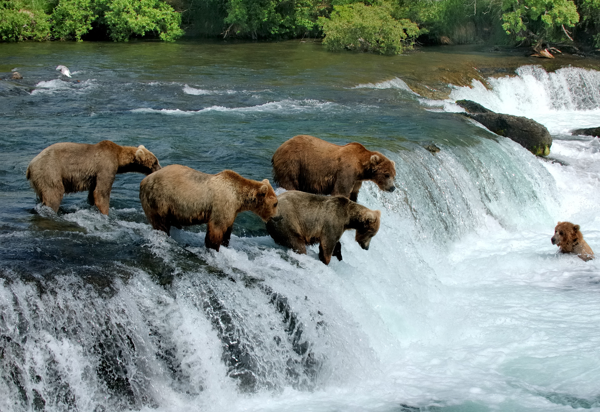 Group of brown bears fishing for salmon by a waterfall