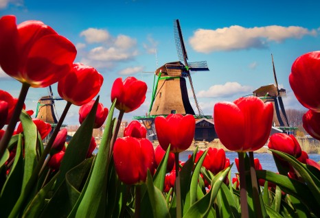 The famous Dutch windmills. View through red tulips on the Netherlands canals.