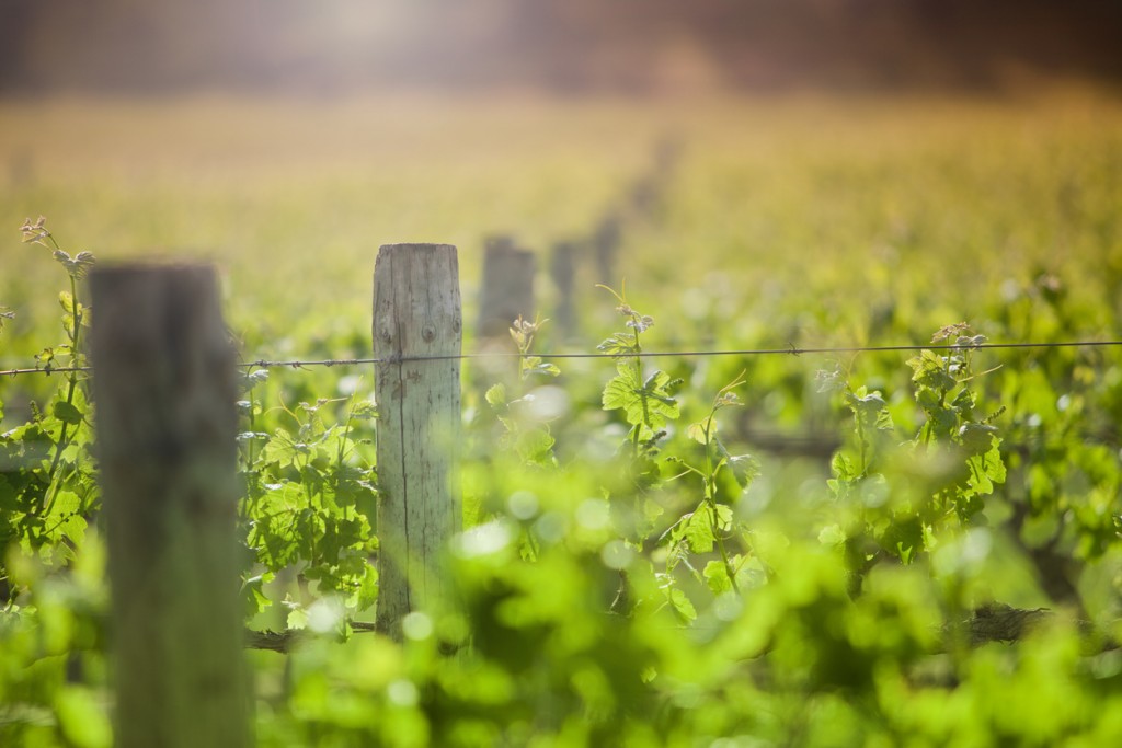 Field of green vines and wooden posts under the sun