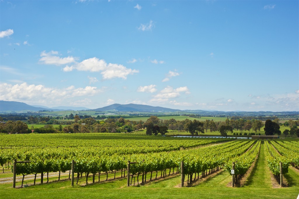 Yarra Valley winery showcasing rows upon rows of vines. The mountains are in the background along side some trees and rolling hills.