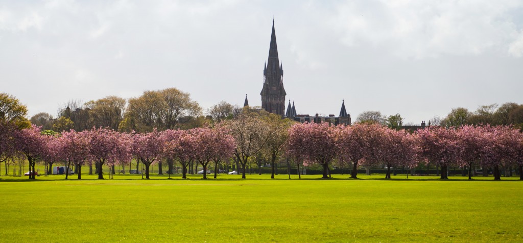 Edinburgh spring - pink cherry blossom in the Meadows Park.