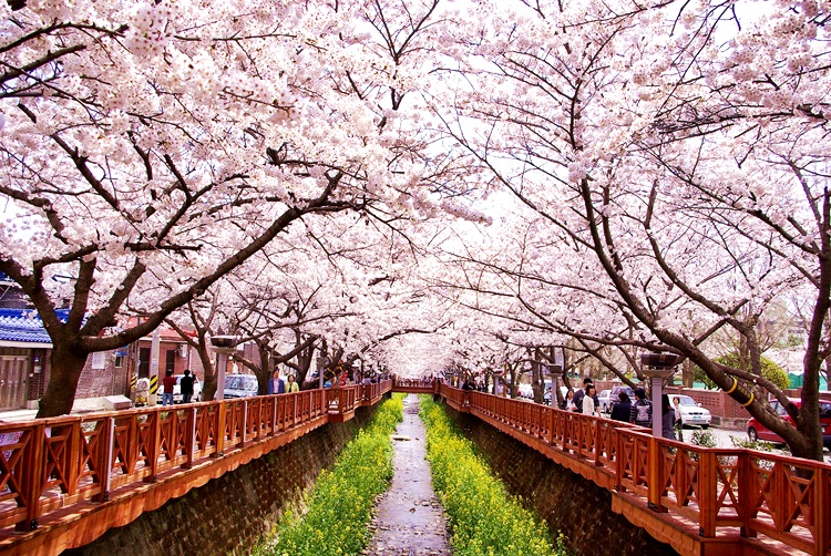 jinhae-cherry-blossom-festival-tour_spring