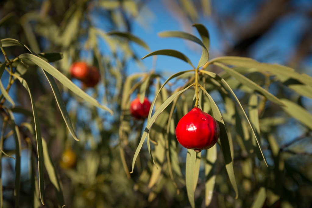 Try hand-cultivated quandong fruit. Traditional jewellery making practices incorporate the seed of the quandong. 