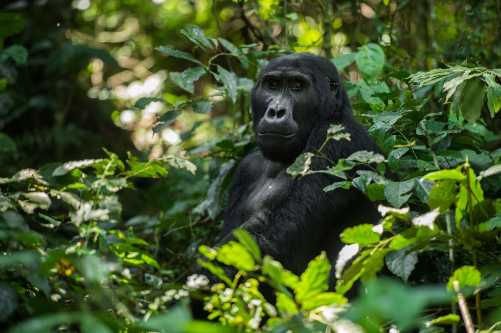 Adventure World Travel - Rwanda Wildlife Safari with Gorillas