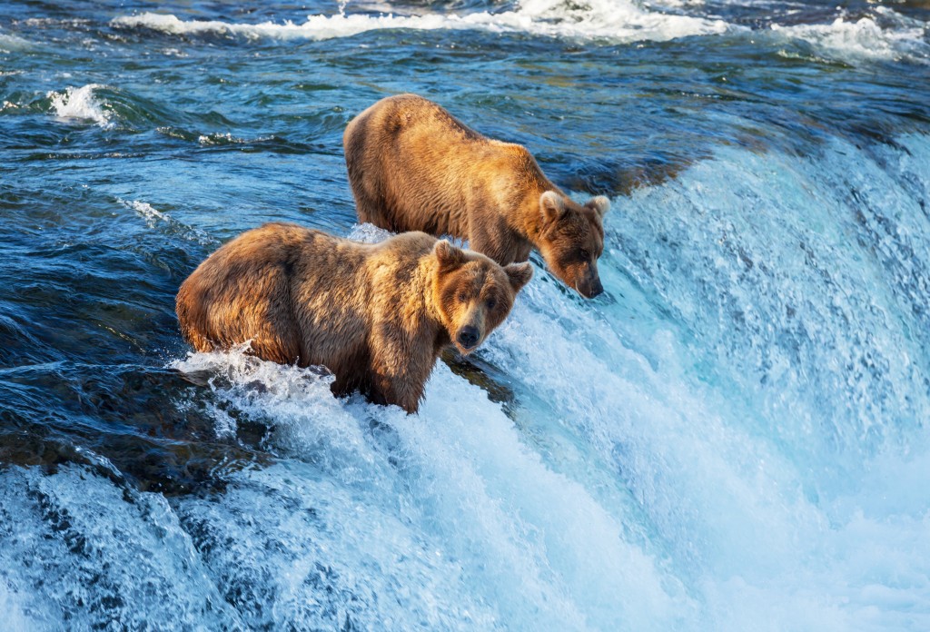alaska-bears-