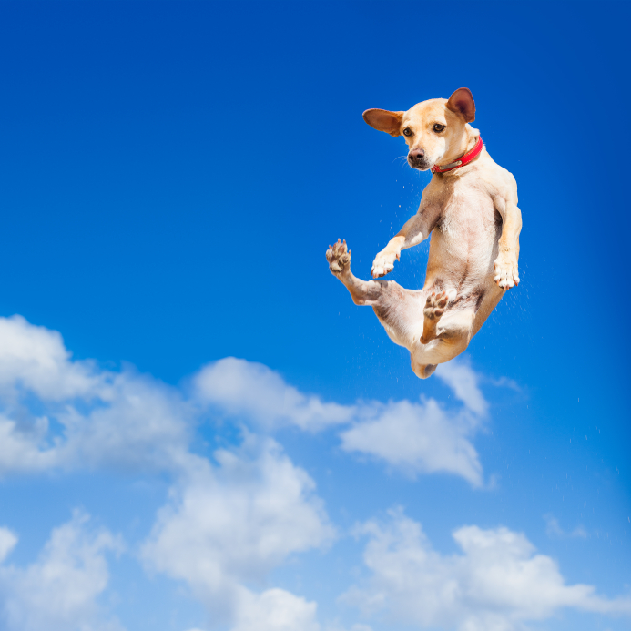 Dogs taught how to fly a plane Travel Weekly