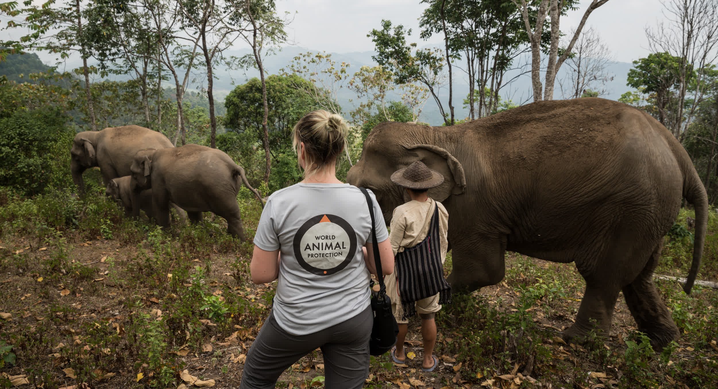 World Animal Protection launches urgent appeal to protect elephant-friendly  tourism – Travel Weekly